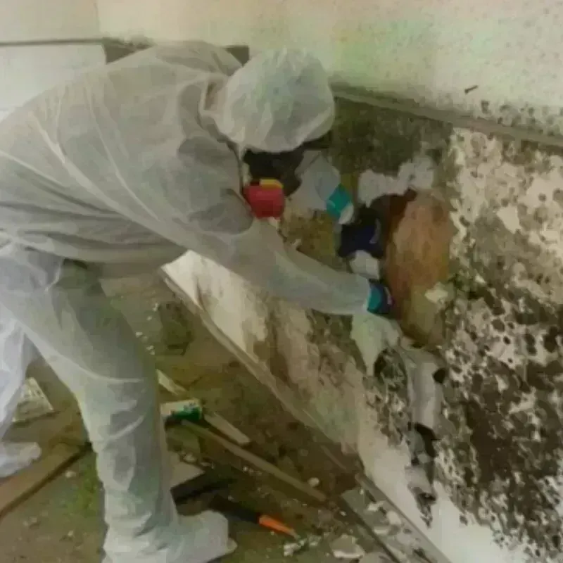 Mold Remediation and Removal in Childress, TX